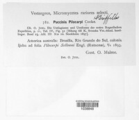 Puccinia pilocarpi image